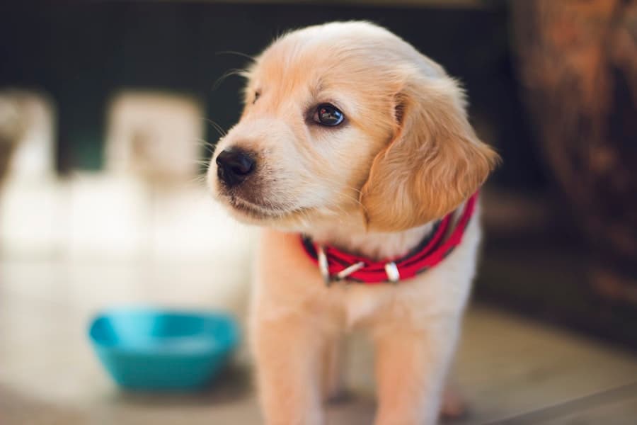 Puppy looking happy