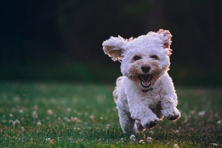 Short-haired dog with lead