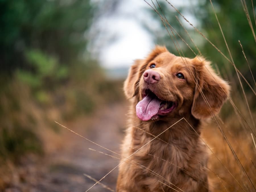 Happy dog walking outside in a park