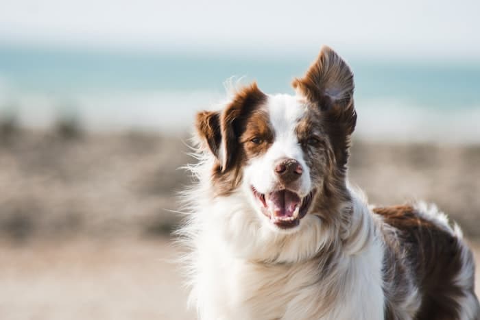 Dog running for exercise