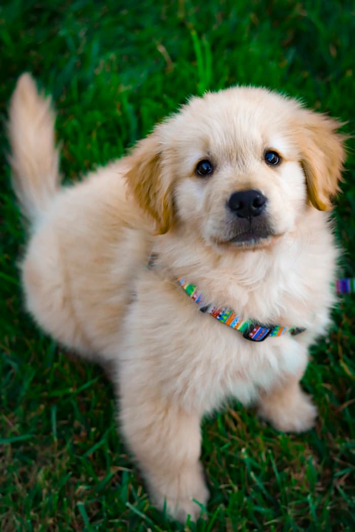 Happy dog with tongue out